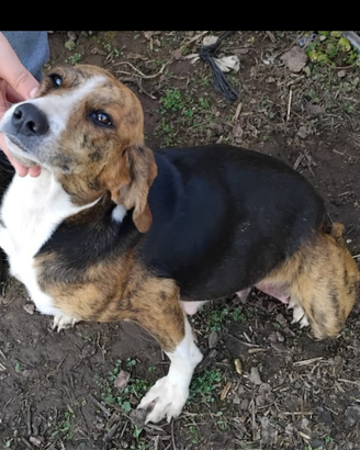 Cagnolina in adozione