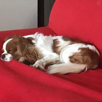 Cavalier king vorrebbe fidanzarsi