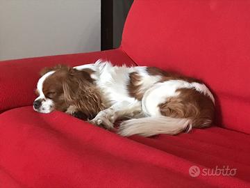 Cavalier king vorrebbe fidanzarsi