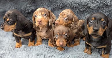 Cuccioli bassotti kaninchen