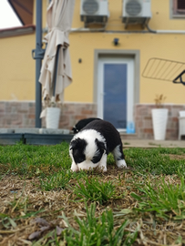 Cuccioli Border Collie Toscana
