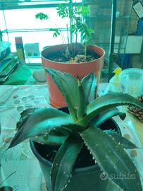 Agave in Vaso