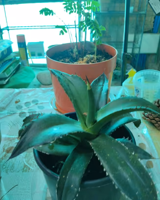 Agave in Vaso