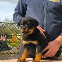 Cuccioli rottweiler