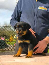 Cuccioli rottweiler