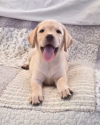 Labrador Pedigree ENCI