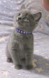 Gattini British Shorthair
