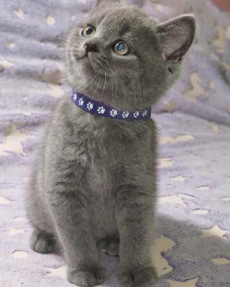 Gattini British Shorthair