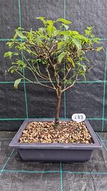 Bonsai di Susino Mirabolano Prunus Cerasifera 183