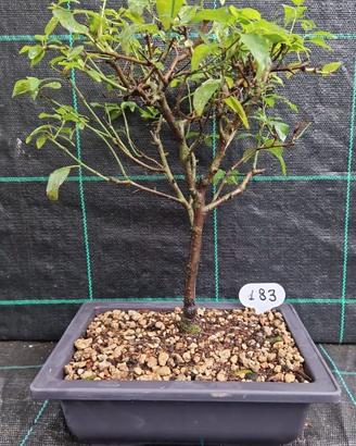 Bonsai di Susino Mirabolano Prunus Cerasifera 183