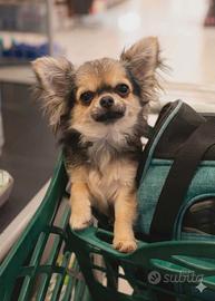 Chihuahua pelo lungo femminuccia mini