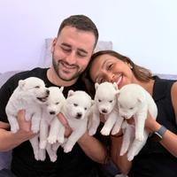 Cuccioli husky con pedigree