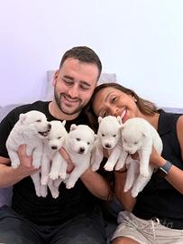 Cuccioli husky con pedigree