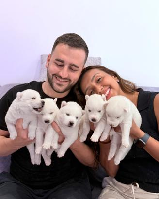 Cuccioli husky con pedigree