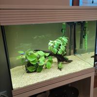 acquario askoll in vetro da 94 litri