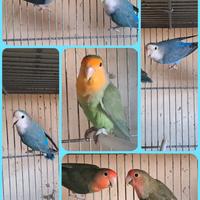 Inseparabili roseicollis