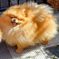 Spitz pomeriana con pedigree