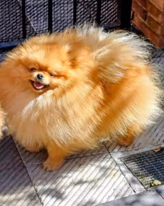 Spitz pomeriana con pedigree