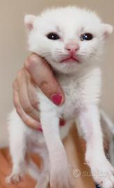 Gattina bianca