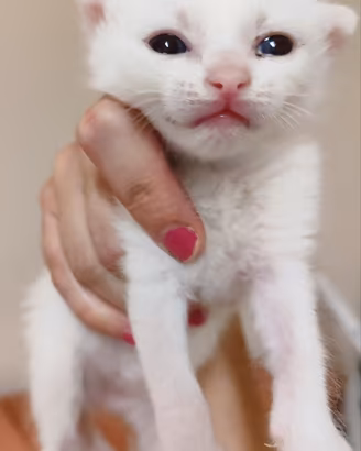 Gattina bianca