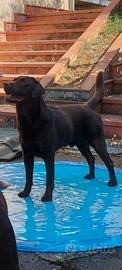 Cuccioli labrador cioccolato