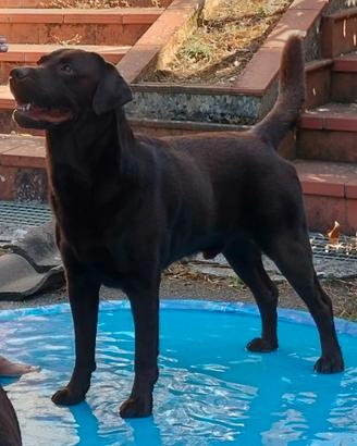 Cuccioli labrador cioccolato