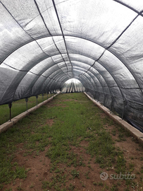 Serre con rete ombreggiate