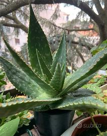 Aloe maculata saponaria
