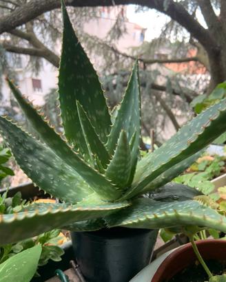 Aloe maculata saponaria