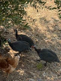 Galline faraoni