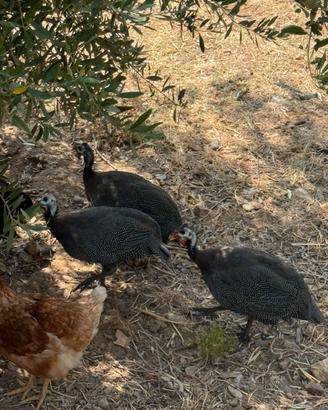 Galline faraoni