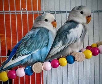 Pappagalli allevati a mano