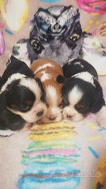 Cavalier king cuccioli disponibili