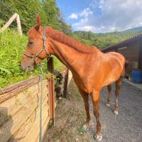 CAVALLO 7 anni Quarter e inglese