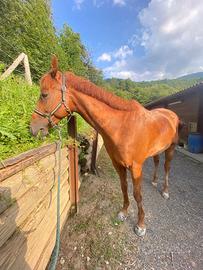 CAVALLO 7 anni Quarter e inglese