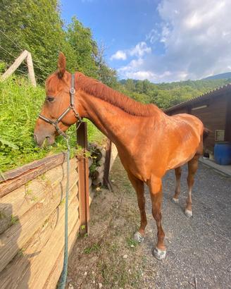 CAVALLO 7 anni Quarter e inglese