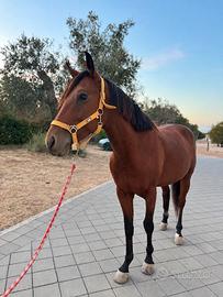 Quarter Horse