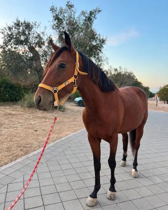 Quarter Horse
