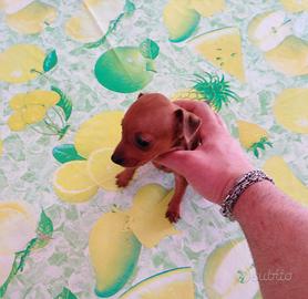 Pinscher nani toy cuccioli taglia piccola