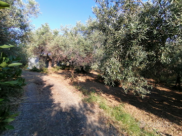 Terreno agricolo Santa Lucia del Mela