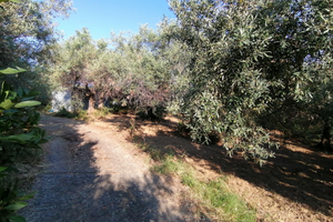 Terreno agricolo Santa Lucia del Mela