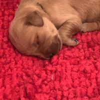 Cuccioli selezionati di golden retriever inglesi