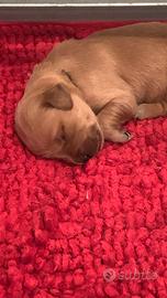 Cuccioli selezionati di golden retriever inglesi