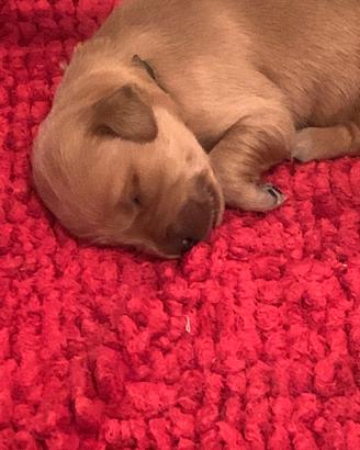Cuccioli selezionati di golden retriever inglesi