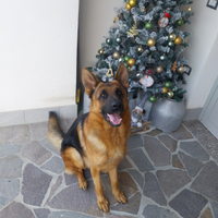 Pastore tedesco da monta