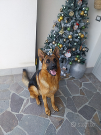 Pastore tedesco da monta