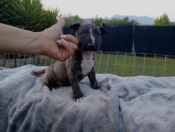 Bull terrier miniature