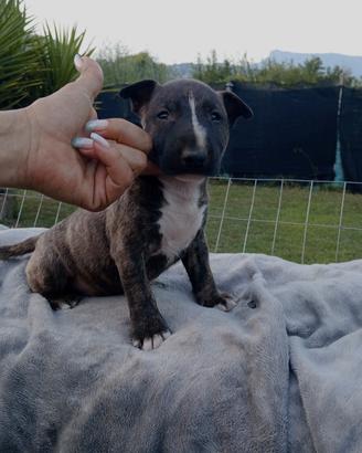Bull terrier miniature