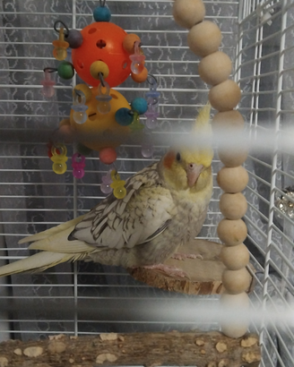 Pappagallo