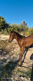 Puledra pre